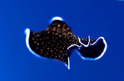 "I can Fly!!". During several dives, these flatworms woul... by Rand Mcmeins 